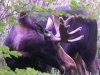 moose-1 moose-1