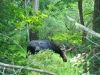 moose2 moose2